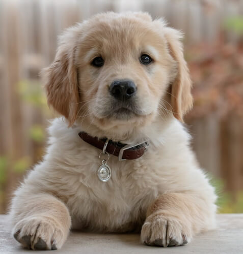 Puppy Training - Cute Puppy Picture