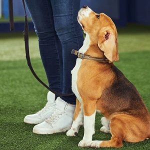 Dog Training Classes - obedient Dog