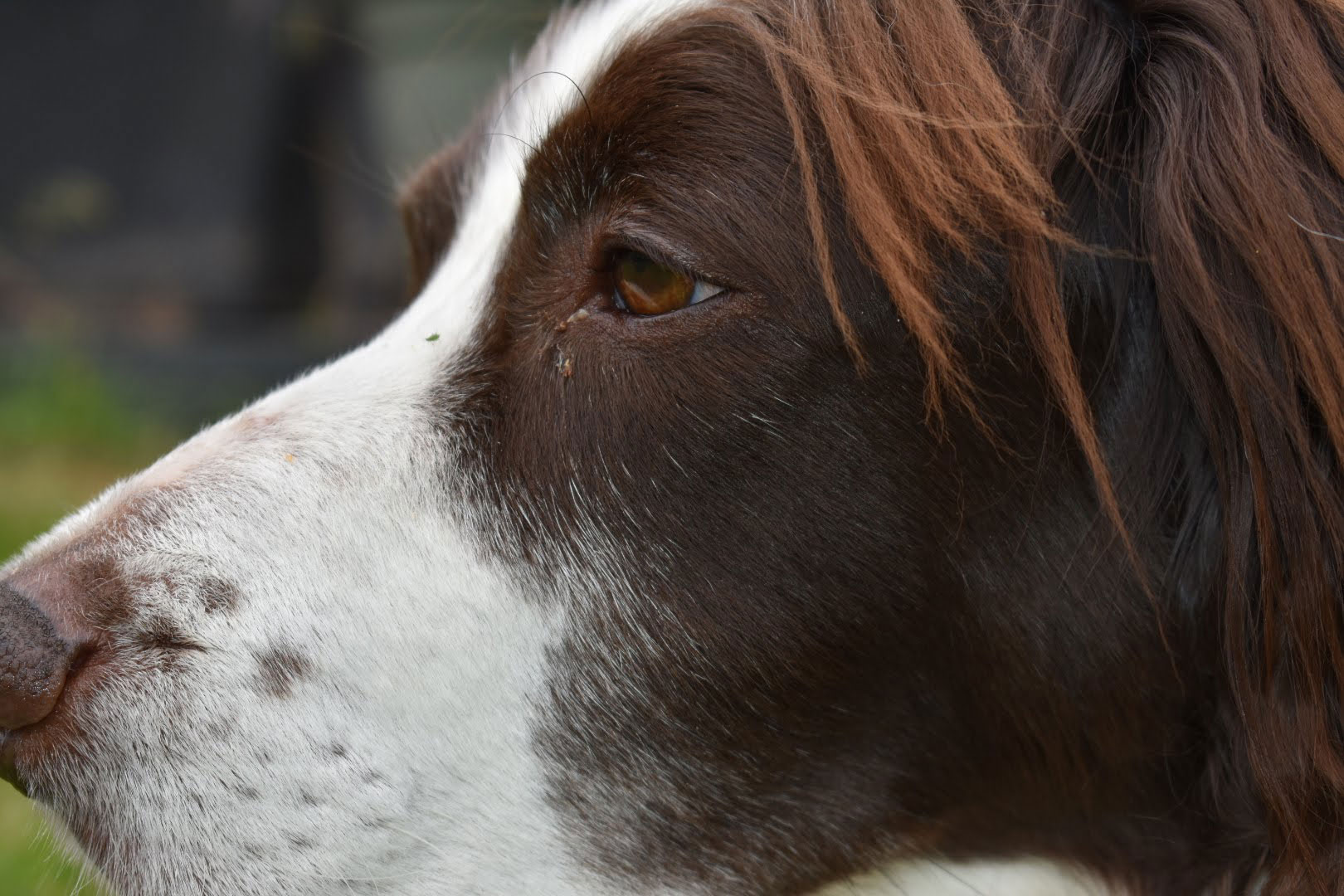 Dog Training - Jaspers head close up