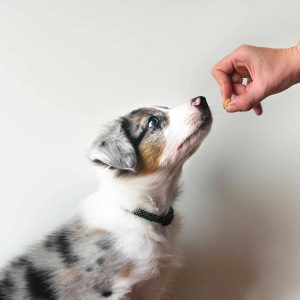 Puppy Classes - Puppy training with treats
