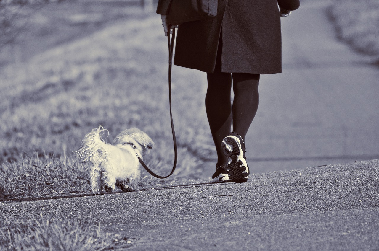 woman, walking, dog-3218052.jpg